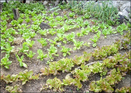 손바닥만한 마당 귀퉁이의 텃밭 